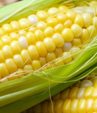 Bitcorn Harvest #2