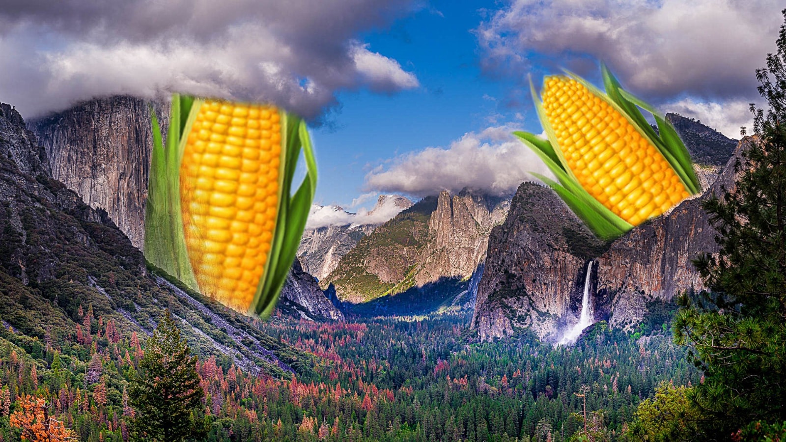Robit Corndavi