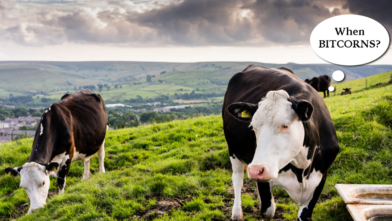 Despacito Dairy Farms