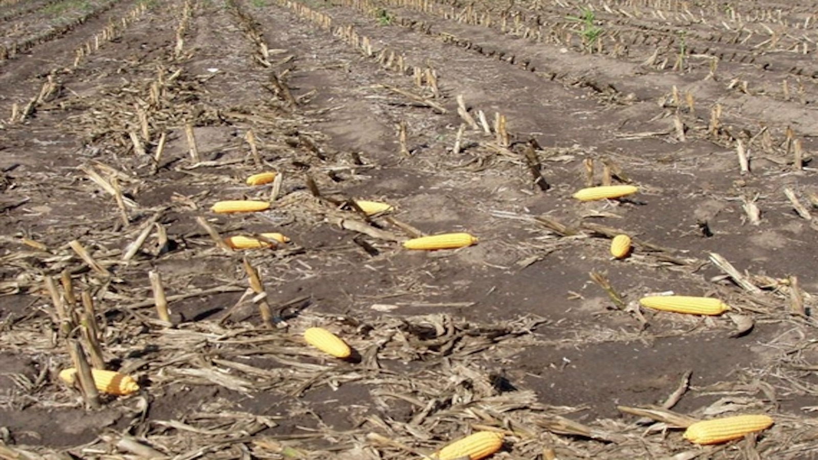 Hodlen's Cornfield