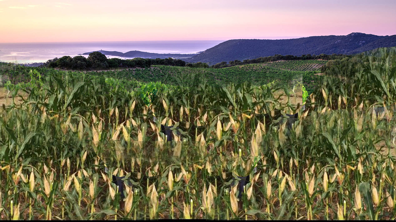 BitCrunchy's Farm